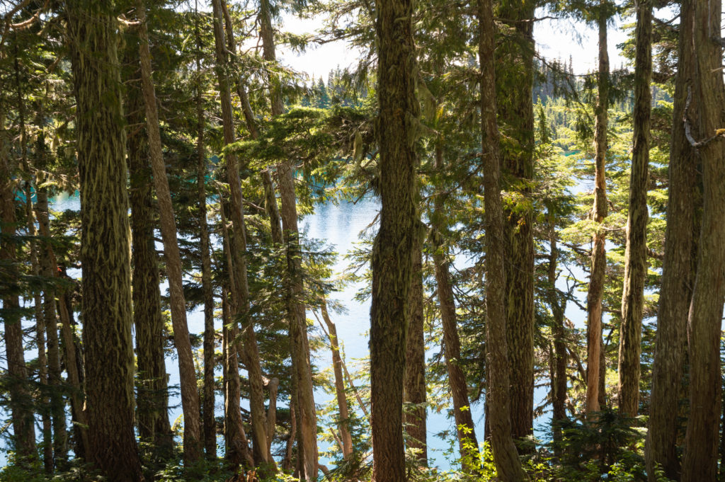 Summit Lake through the trees in the Clearwater Wilderness, Mt. Baker Snoqualmie National Forest.