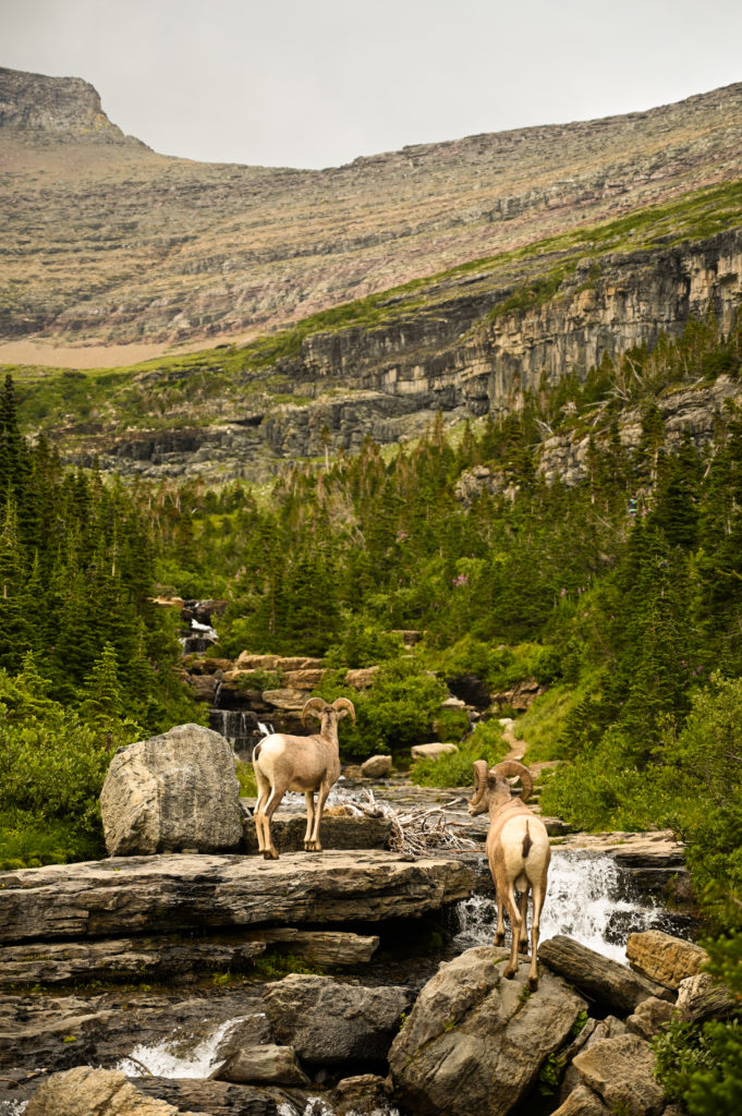 Wildlife sighting of bighorn sheep on Going-to-the-Sun Road in Montana