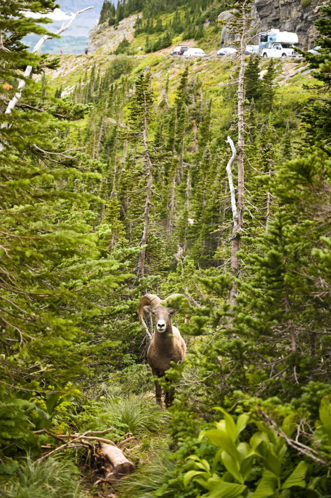 Where to see wildlife on Going to the Sun Road
