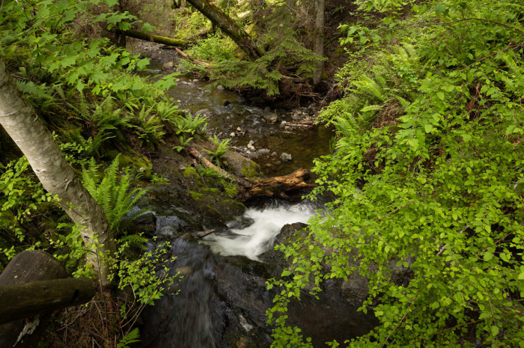 Hike to Hidden Falls in Moran State Park