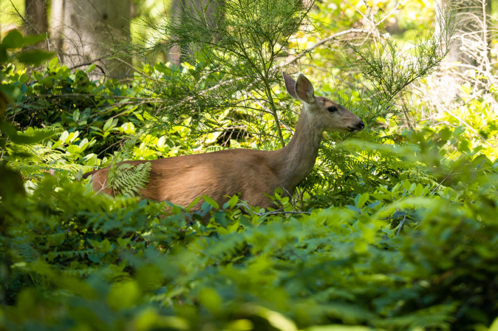 Black tail deer in Washington State, Port Orchard Things to Do