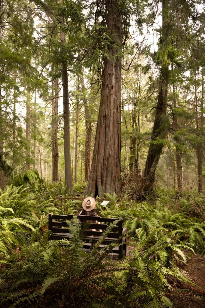 South Whidbey State Park, Whidbey Island State Park, old growth forest Washington