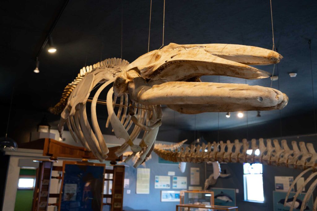 Orca whale skeleton at The Whale Center in Friday Harbor