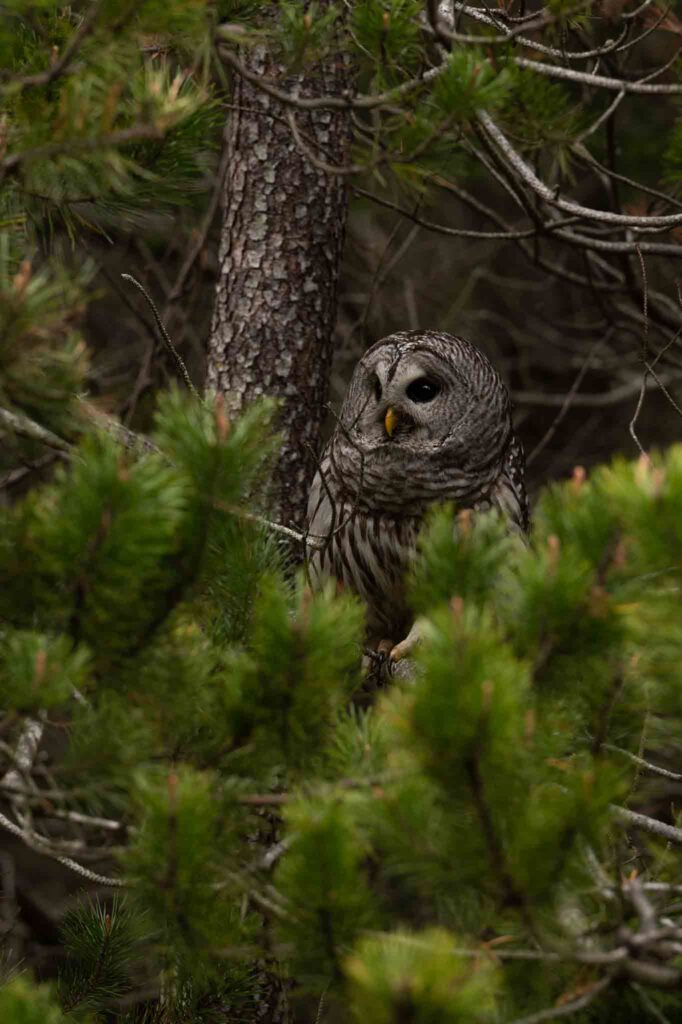 Barred owl washington state, owls in washington, washington state nature, seattle nature