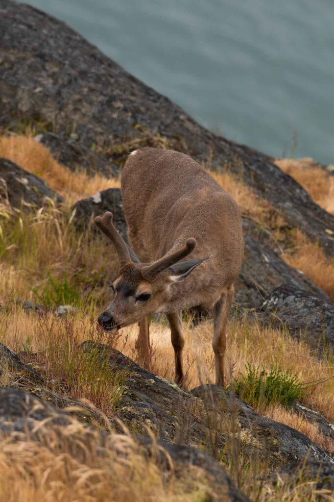 deer in Anacortes, Cap Sante, Cap Sante Park